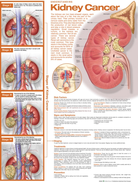 Book cover of: Understanding Kidney Cancer Anatomical Chart