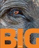 Big, A Photographic Album of the World's Largest Animals 9783961713851 Dimitrijevic NACHOUM
