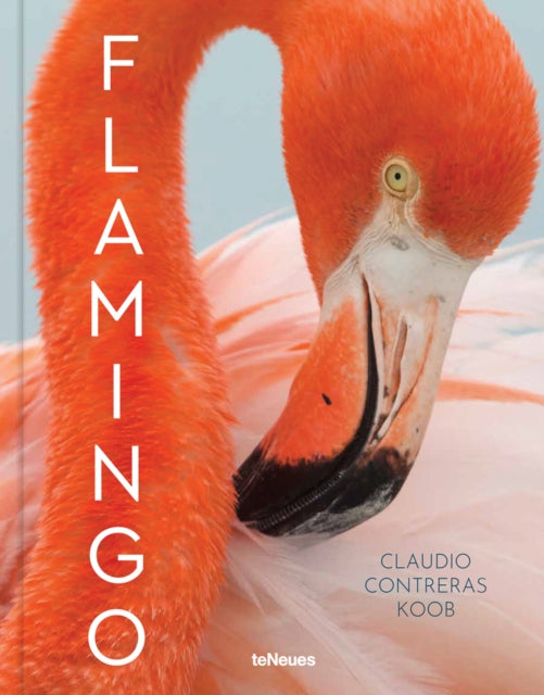 Book cover of: Flamingo. By: Claudio Contreras Koob