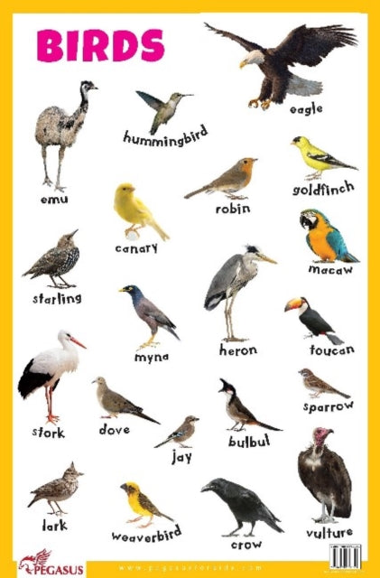 Book cover of: Birds Educational Chart