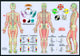 Book cover of: Meridiens & the Five Elements -- A2