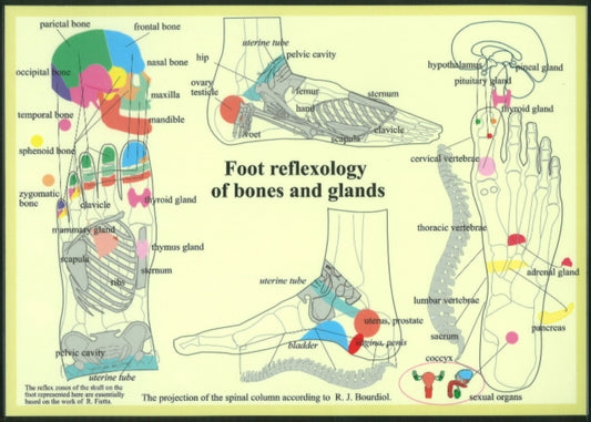 Book cover of: Foot Reflexology of Bones & Glands -- A4