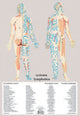 Book cover of: Systema Lymphatica -- A2