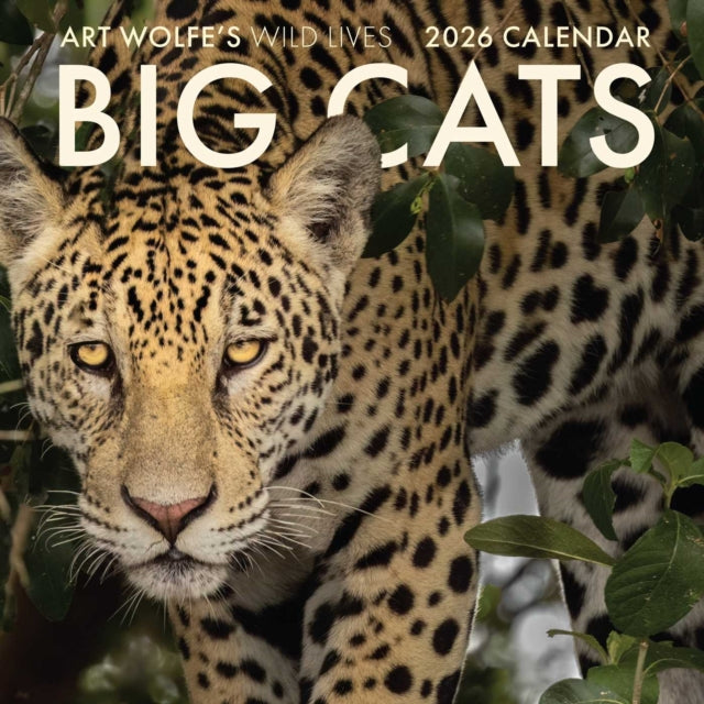 Book cover of: 2026 Big Cats Wall Calendar